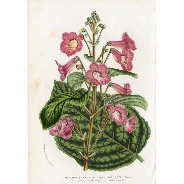 Off-white 14 Van Houtte Botanicals! Hand Color c.1853 Set B For Sale - Image 8 of 15