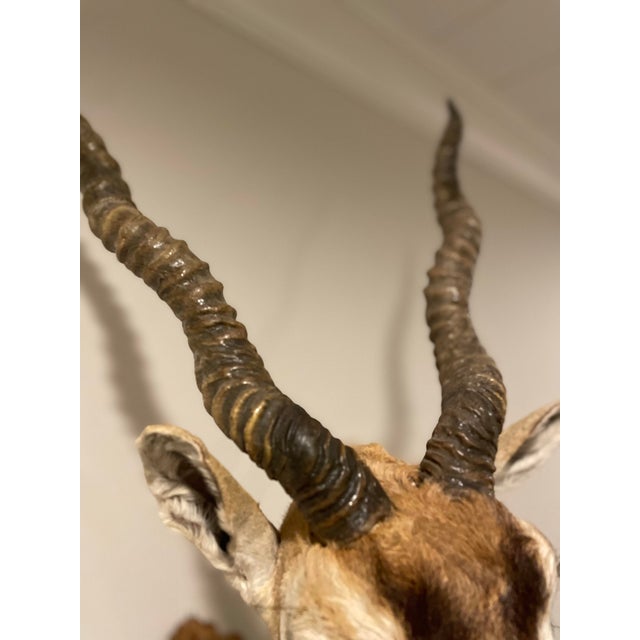 Vintage African Gazelle Shoulder Mount Taxidermy With Horns For Sale - Image 4 of 12