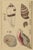 Vintage Japanese Seashells, Woodblock Print Reproduction, 32" X 48" For Sale