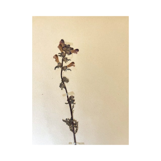 Unframed vintage Swedish herbarium, circa 1930. A beautiful specimen native to North America where it grows in coniferous...