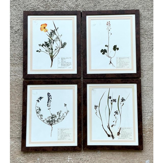 English Vintage Botanical Herbarium Prints in Wood Frames - Set of 4 For Sale - Image 3 of 13