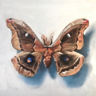 Repose by Emma Hirst | Oil Painting of a moth with detailed wings on a light background For Sale