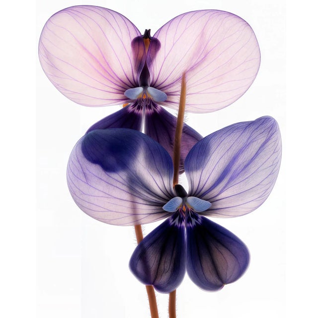 "A Botanical 63" Original Photograph For Sale