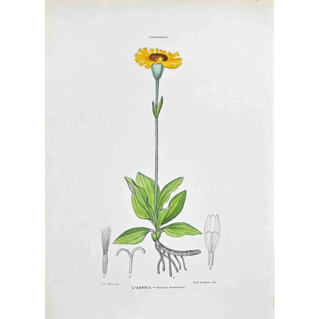 Vincenzo Tenore, The Arnica, Lithograph, 1870s For Sale