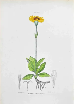 Vincenzo Tenore, The Arnica, Lithograph, 1870s
