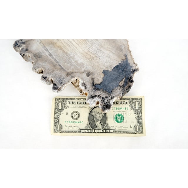 Early 21st Century Petrified Wood Antarctica Shape Solid Black & Tanl Bowl Dish Large Plate Ashtray For Sale - Image 5 of 13