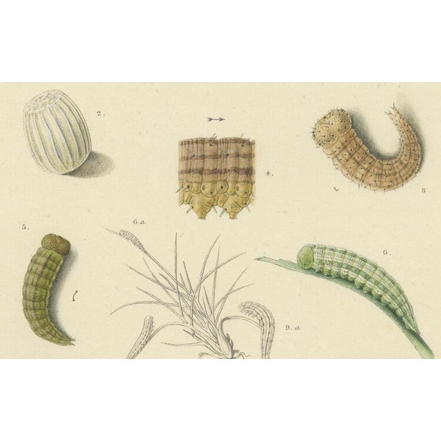 1900 - 1909 Sepp & Brants, Satyrus Statilinus Butterflies, 1905, Paper, Set of 2 For Sale - Image 5 of 13