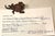 1980s Michael Storey Metal Sculpture Lizard Shelf or Wall Hanging For Sale - Image 4 of 11