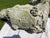 Vintage Armorial Concrete Lion Statues a Pair For Sale - Image 9 of 10