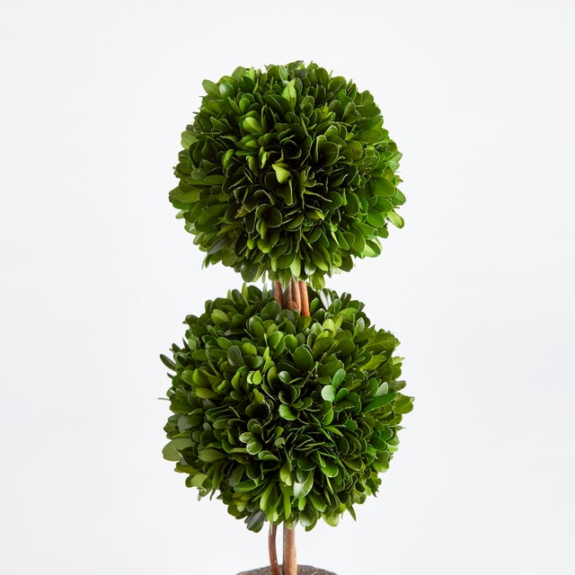 Introducing a novel idea, real English boxwoods with their own standard root ball, ready to drop in to your favorite...