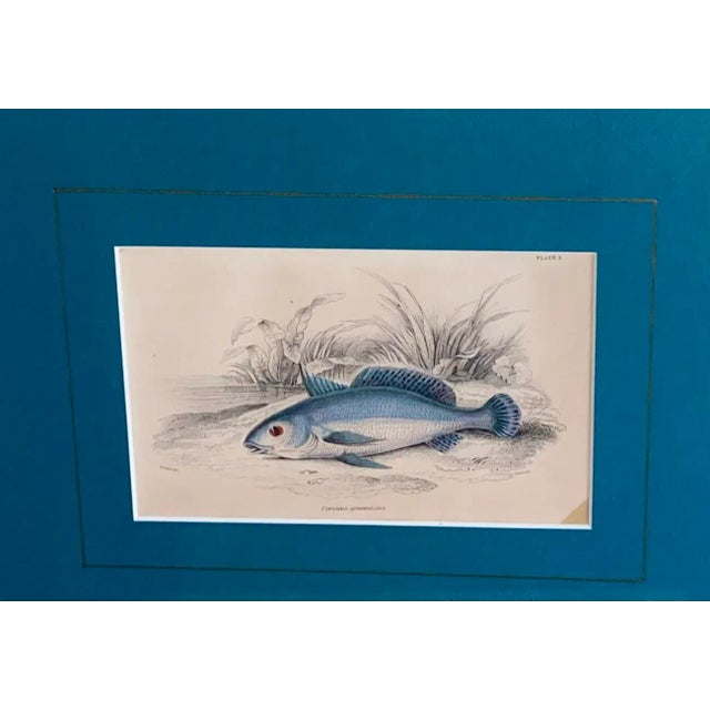 Paper Decorative Hand-Tinted Antique Fish Prints With Identification - a Pair, Framed For Sale - Image 7 of 9