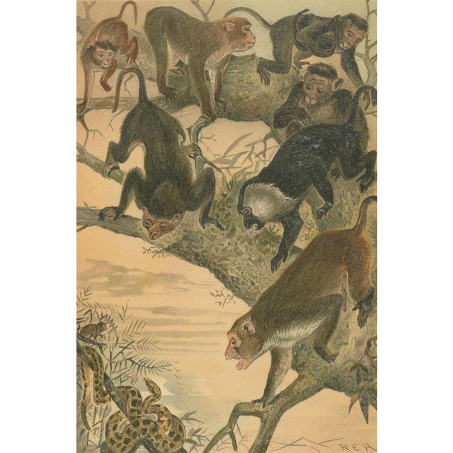 After Wilhelm Kuhnert, Macaques, 1894, Paper For Sale - Image 4 of 9