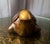 Late 20th Century Carolyn Kinder Collection Ironwood Sea Turtle Box – Hand Carved Coastal Sculpture With Removable Lid For Sale - Image 4 of 9