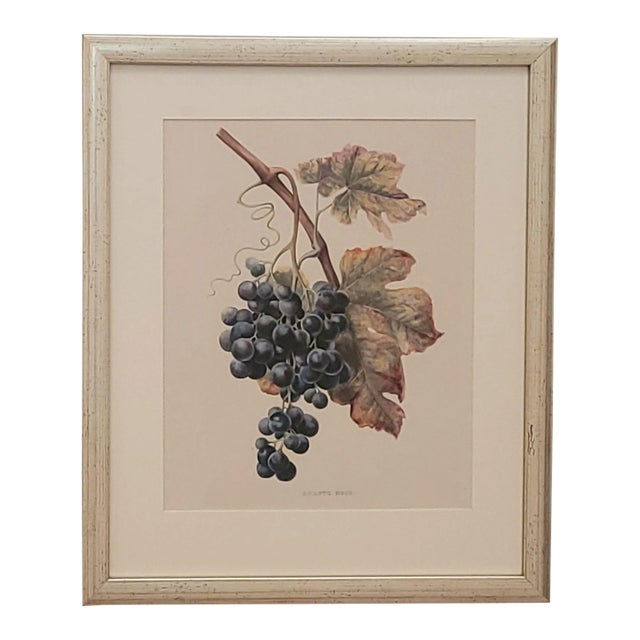 19th Century Hand Colored French Engraving of Grapes For Sale