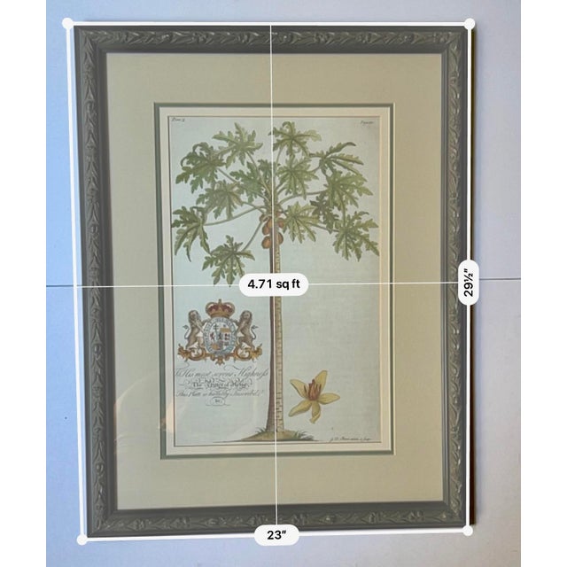 English Vintage Framed Georg Dionysius Ehret Papaya Botanical Reproduction Print, After 1750 For Sale - Image 3 of 5