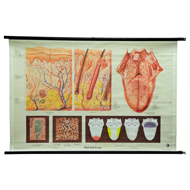 Vintage Human Skin Tongue Rollable Medical Wall Chart Poster For Sale - Image 6 of 6