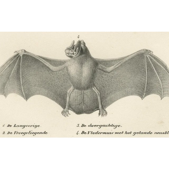 Anatomical Studies of Bats, 1836, Lithographs on Paper, Set of 2 For Sale - Image 4 of 11