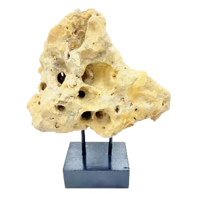 Indonesian Coral Stone On Teak Stand For Sale