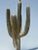 Metal 1970s Brass Saguaro Cactus Sculpture/Floor Lamp For Sale - Image 7 of 13