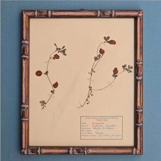 Swiss Herbarium Panels from École Dagriculture de Grangeneuve, 1920s, Set of 4 For Sale - Image 16 of 18