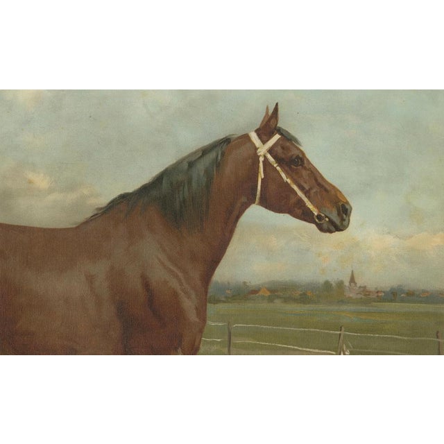 After Eerelman, East Prussian Trakehner Horse Portrait, 1898, Lithograph For Sale - Image 5 of 12