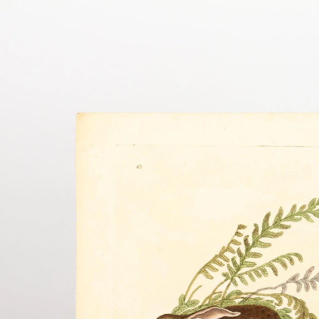 Original Handcoloured Copperplate E. Donovan & F.C. & J. Rivington Aug 1820 Engraving Good overall condition.