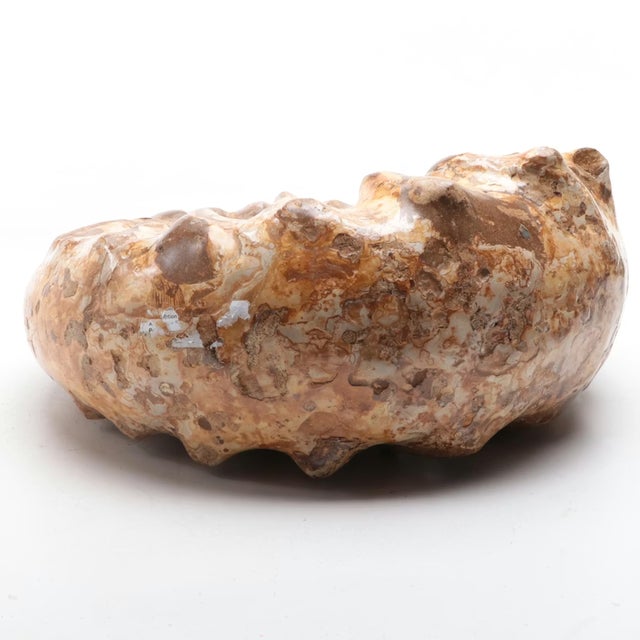 Large Ammonite Fossil Unique Accent For Sale - Image 9 of 16