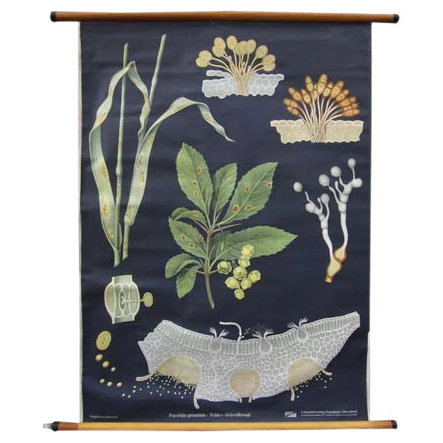 Vintage Botanical School Wall Chart by Jung, Koch, & Quentell for Hagemann For Sale