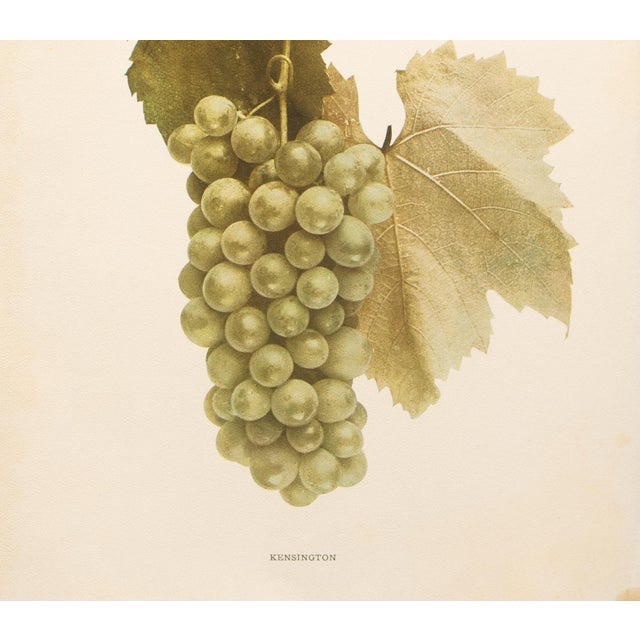 1900s U. P. Hedrick, Original Antique Photogravure of Kensington Grapes For Sale - Image 4 of 7