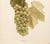 1900s U. P. Hedrick, Original Antique Photogravure of Kensington Grapes For Sale - Image 4 of 7