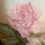 Rosenthal Germany Bavarian Wall Art Hand Painted Plate Features Cabbage Roses For Sale - Image 4 of 10