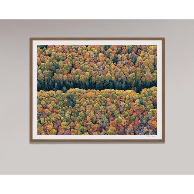 "Bavarian_Forest_016" Contemporary Limited Edition Fine Art Photograph by Bernhard Lang For Sale - Image 9 of 10