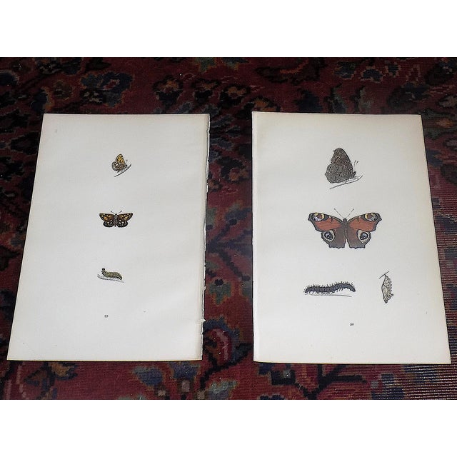 This set of ten (10) authentic antique mid 19th century lithographs depict butterflies. Period hand color. Printed on one...
