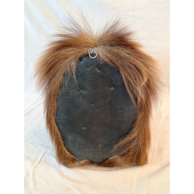 Brown Himalayan Tahr Taxidermy Shoulder Mount For Sale - Image 8 of 8