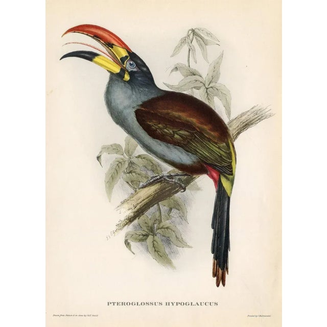 Original vintage bird print from a mid-1950s folio of tropical birds based on the work of John Gould (1804-1881). Gould...