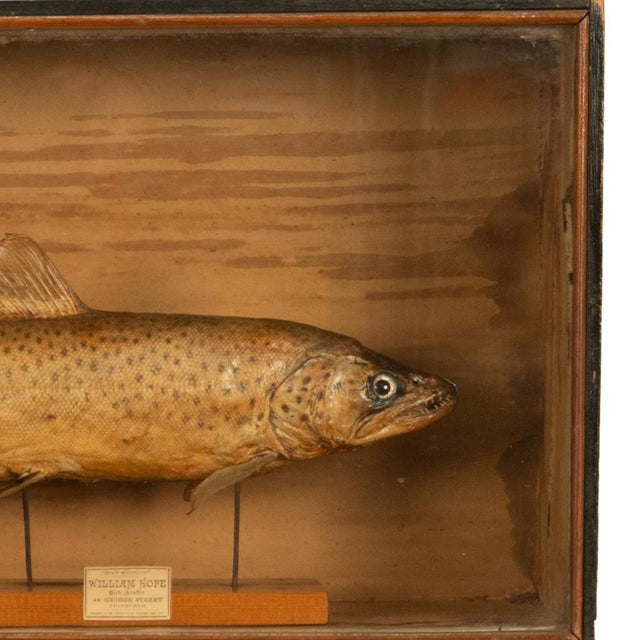 Antique Victorian Taxidermy Brown Trout Display Case William Hope Scotland 1890 For Sale - Image 10 of 12
