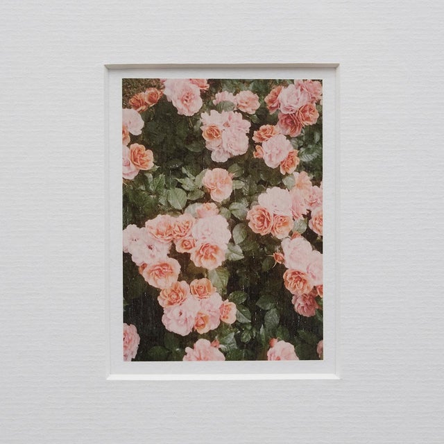 The Rose Garden Prints by David Urbano, 2018, Set of 9 For Sale - Image 14 of 18