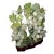 Grape Vines Bonsai Tree For Sale