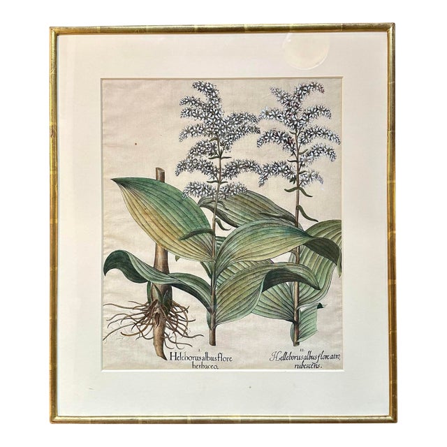 Basilius Besler “Heleborus Albus Flore Herbaceo,” “Helleborus Albus Flore Atro Rubescens,” Published 1640 For Sale