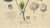 Gossypium Herbaceum, 1831, Paper For Sale - Image 5 of 10