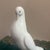 Ceramic Vintage White Porcelain Pigeon Figurine For Sale - Image 7 of 12