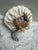 Handcrafted seashell nightlight with assorted shells, small starfish and pearl accents. Fun for any room, beach decor, or...