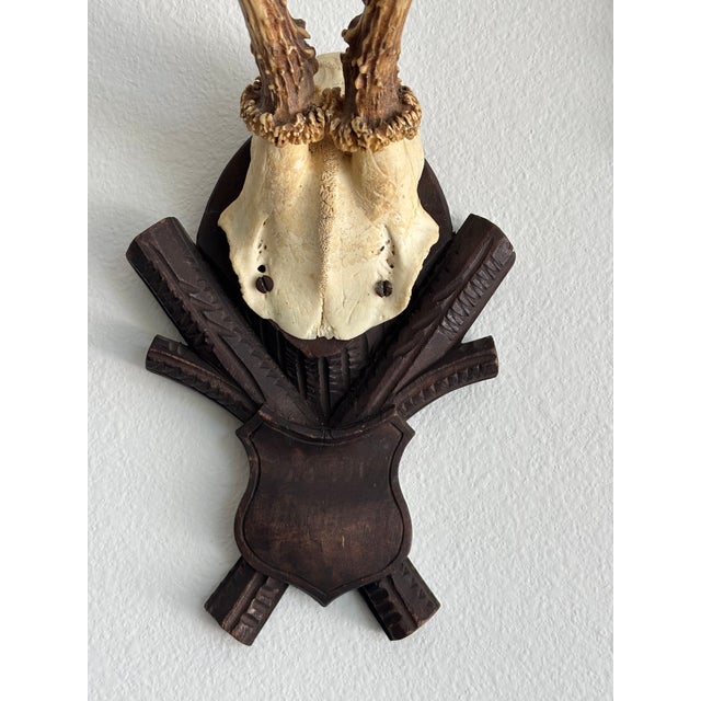 Collection of Antique Black Forest Roe Deer Trophy Antler Mounts - Set of 3 For Sale - Image 10 of 17