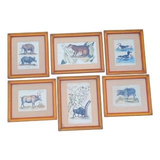 Framed Animal Engravings, 19th Century, Set of 6 For Sale