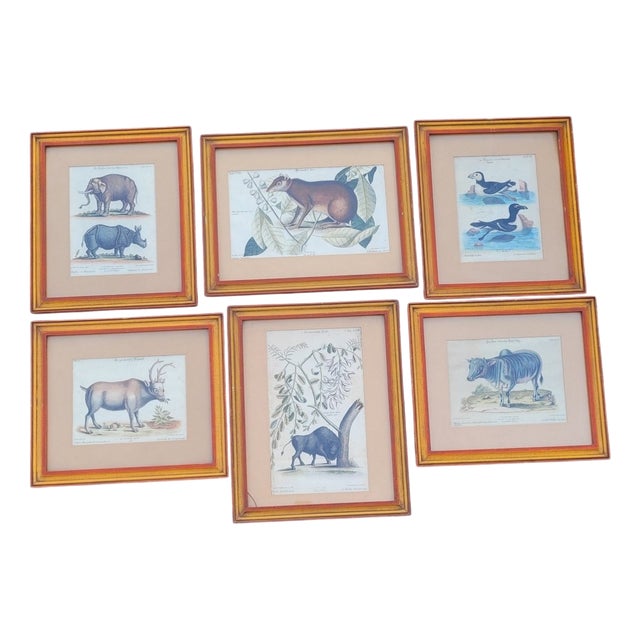 Framed Animal Engravings, 19th Century, Set of 6 For Sale
