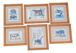 Framed Animal Engravings, 19th Century, Set of 6