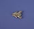 Silver Handmade Silver Frog Brooch For Sale - Image 8 of 10
