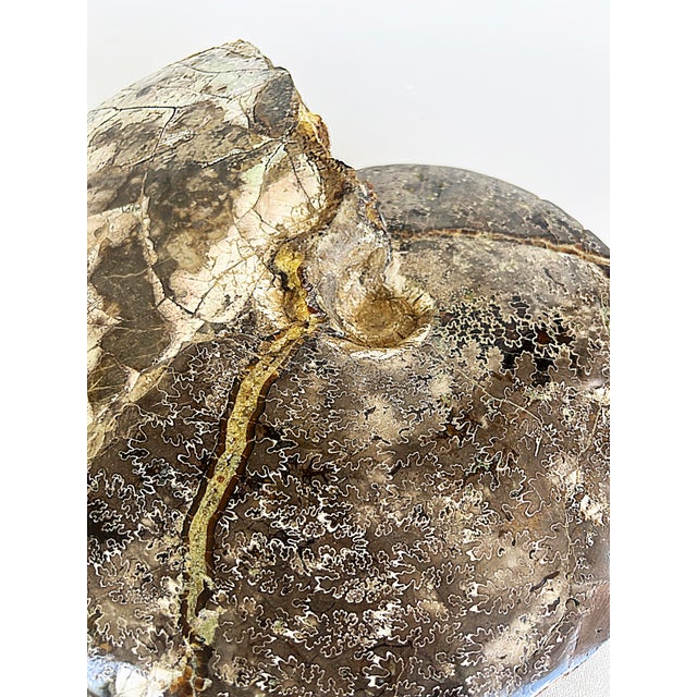 Gemstone Very Large Prehistoric Ancient Ammonite Fossil Specimen For Sale - Image 7 of 7
