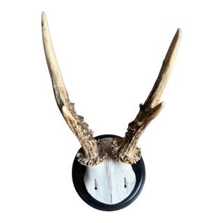 Roe Deer Trophy 204 Black Forest Antlers Mount For Sale