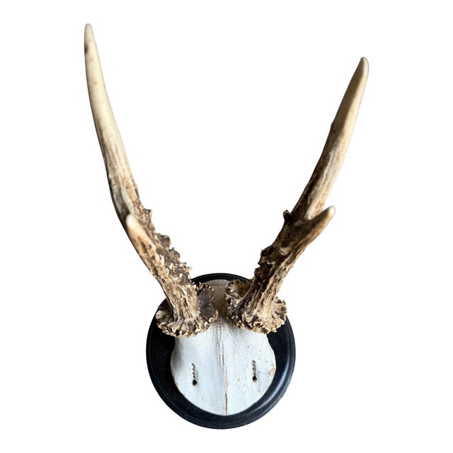 Roe Deer Trophy 204 Black Forest Antlers Mount For Sale